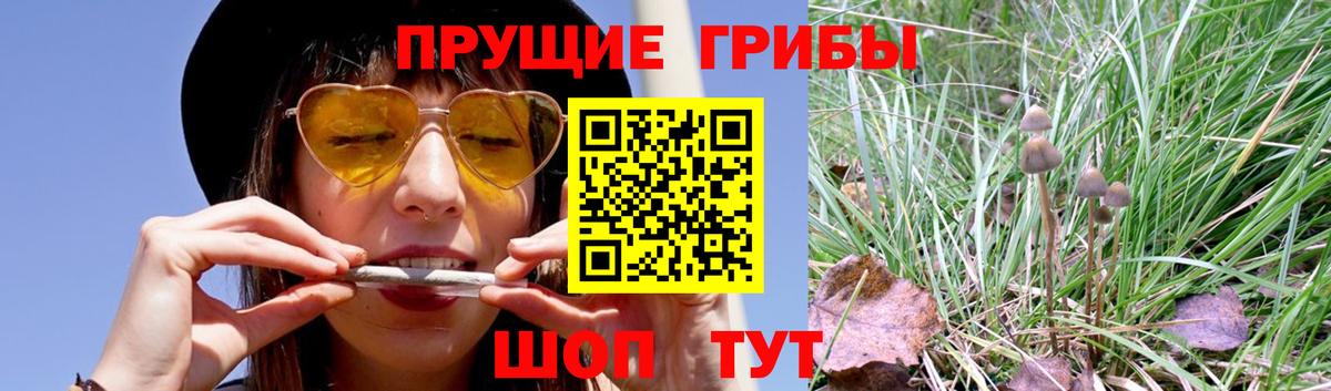 Галлюциногенные грибы Psilocybe Оренбург